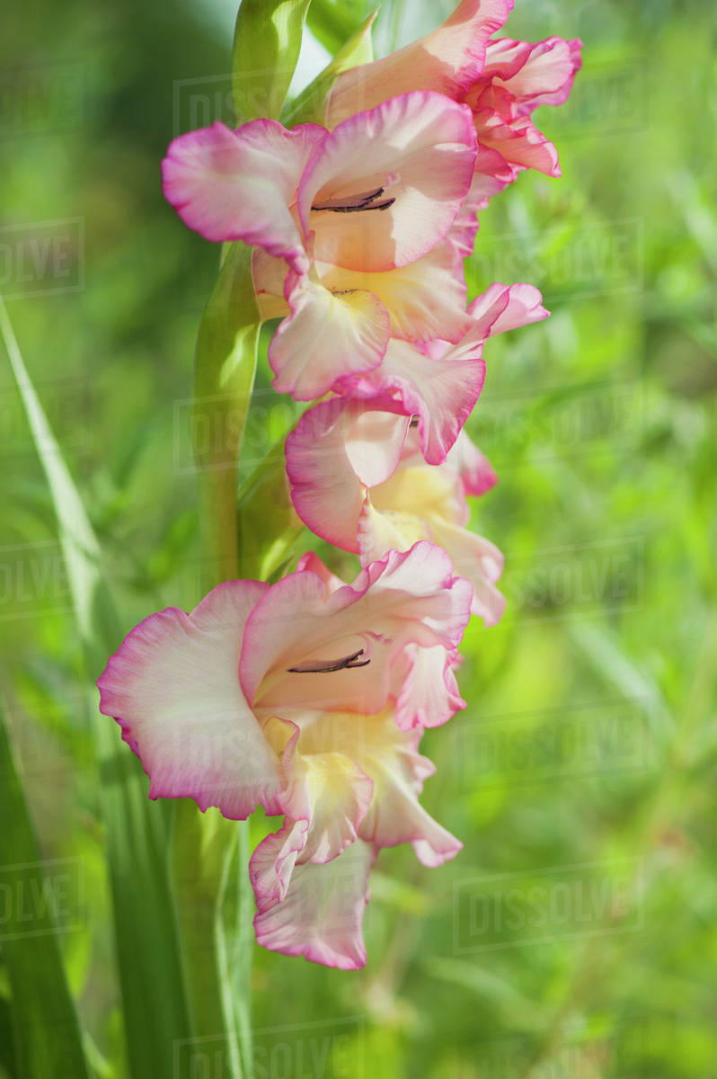 Pink gladiolus flowers Stock Photo Dissolve