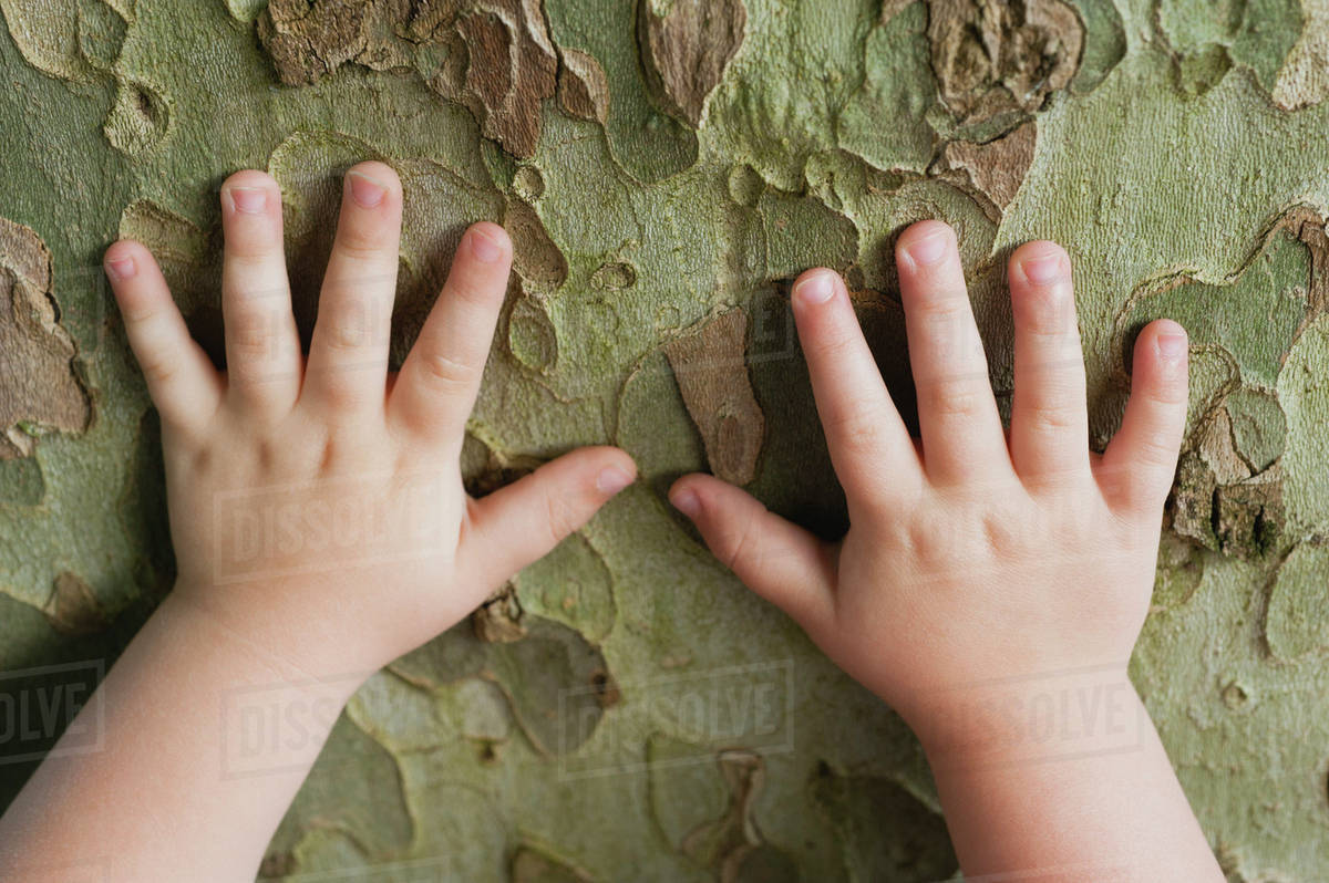 Toddler's hands touching tree bark Stock Photo Dissolve