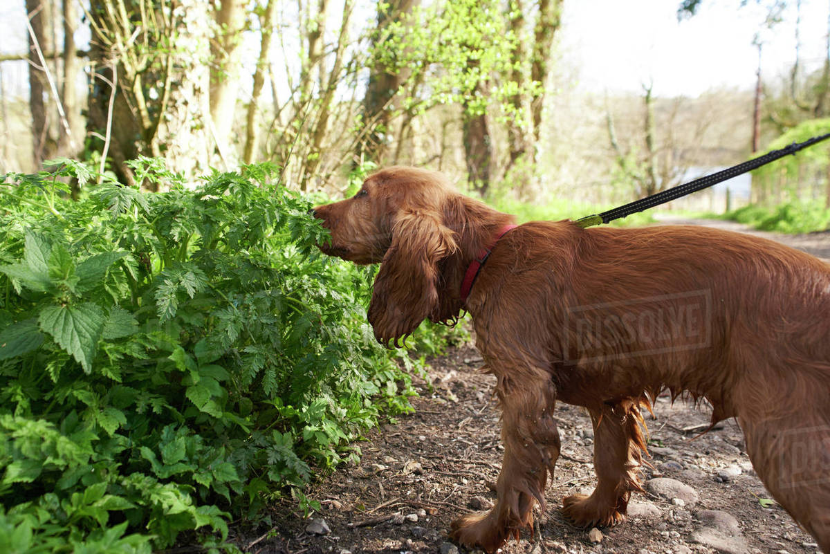 Cocker spaniel puppy on outdoor walk with owner Stock Photo Dissolve