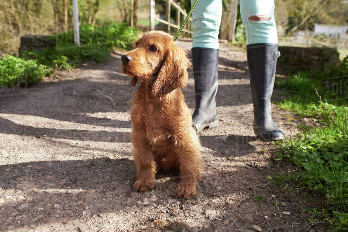 Cocker spaniel puppy on outdoor walk with owner Stock Photo Dissolve