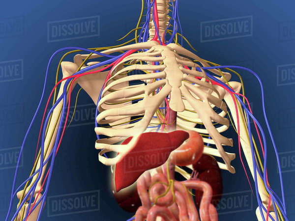 Human skeleton showing digestive system and nervous system. - Royalty ...