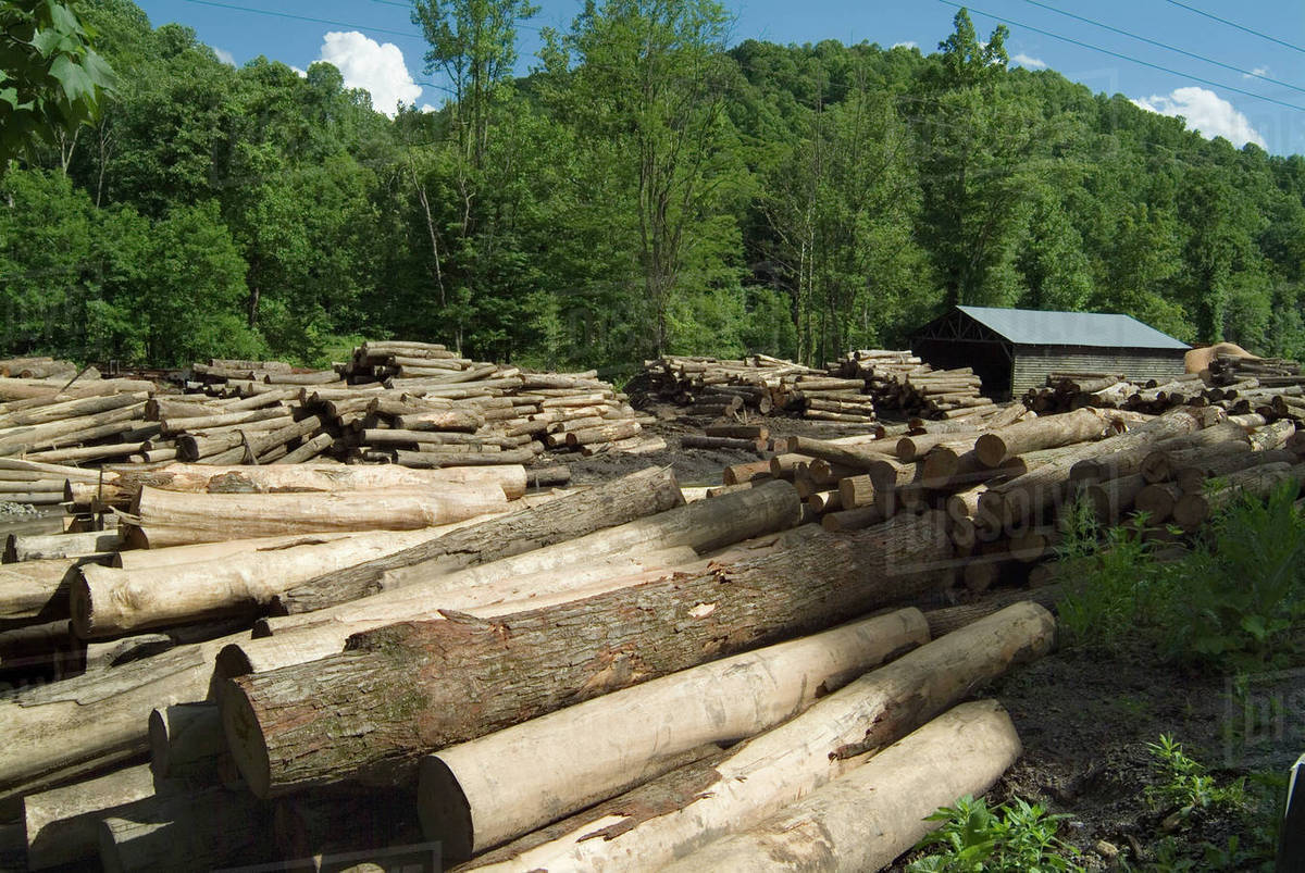 Logs ready for the timber yard Stock Photo Dissolve