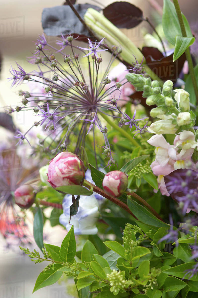 An assortment of flowers Stock Photo Dissolve