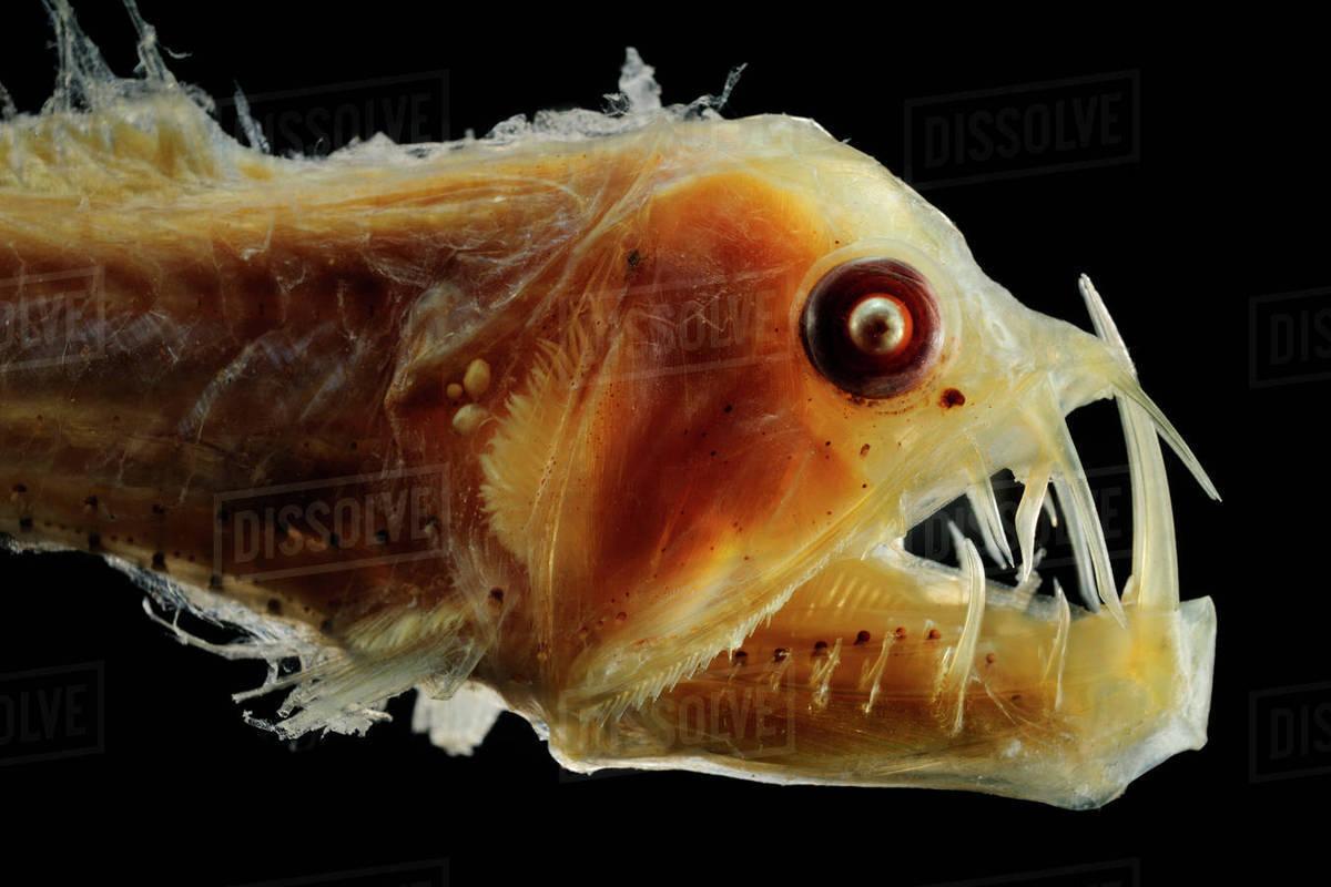 Viperfish (Chauliodus sloani) specimen from the North Atlantic deep sea