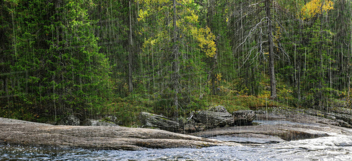 Heavy rain over river and autumnal forest on its bank, Jamtland, Sweden