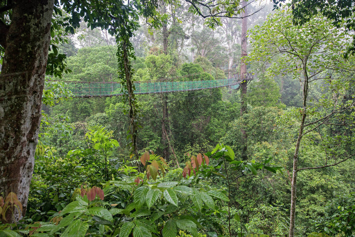 Rainforest canopy walkway, Sabah, Borneo, September 2015. Stock Photo Dissolve
