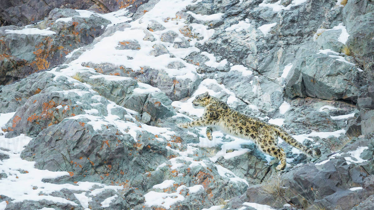 Snow Leopard (Panthera uncia) Hemis National Park, India, February