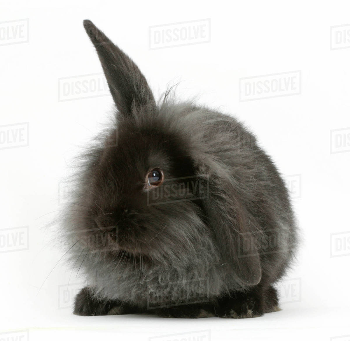 black lop