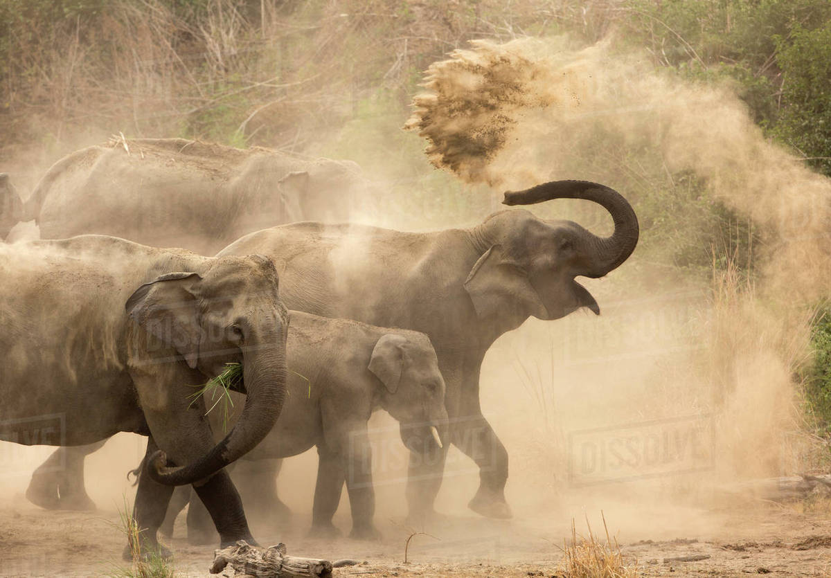 Asiatic elephants (Elephas maximus), dust bathing at dawn. Jim Corbett
