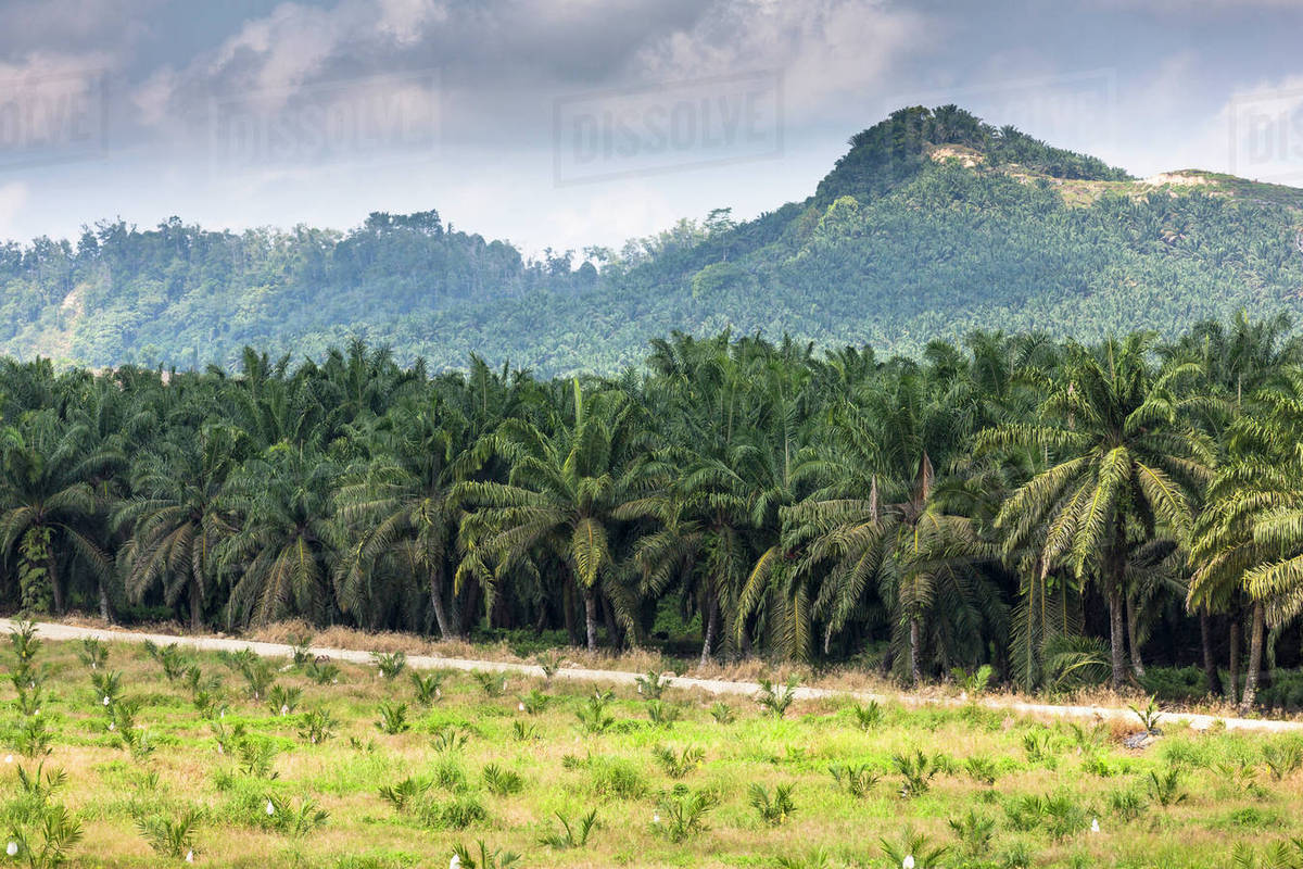 list of oil palm plantation in sabah
