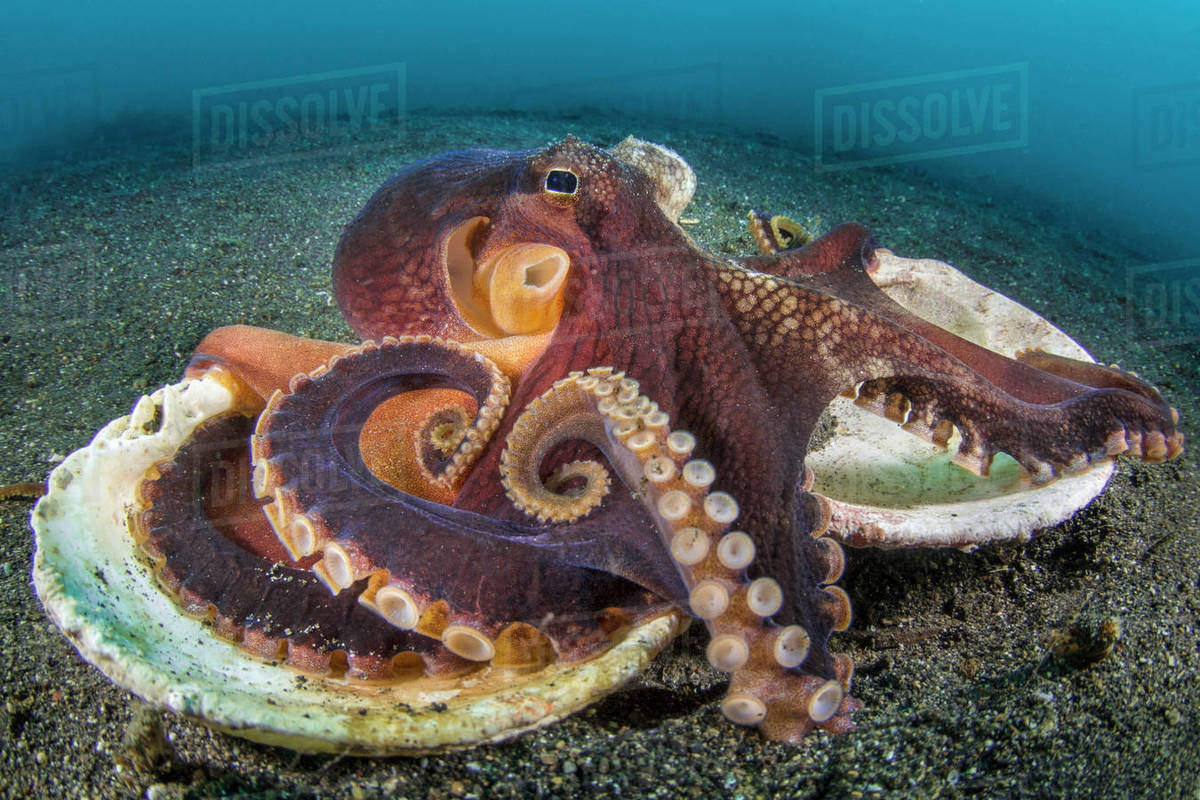 Veined octopus (Amphioctopus marginatus) resting on top of the two