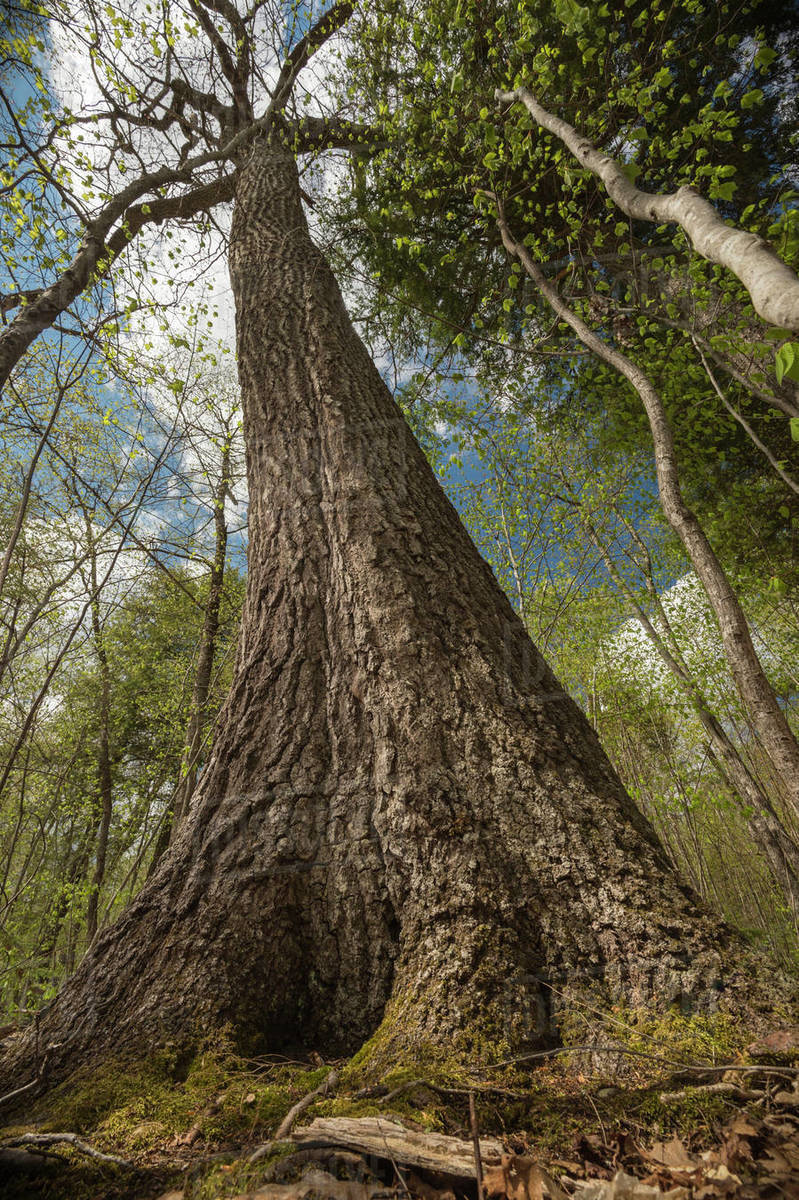 Red oak (Quercus rubra) low angle view of trees, New Brunswick, Canada, May. Stock Photo