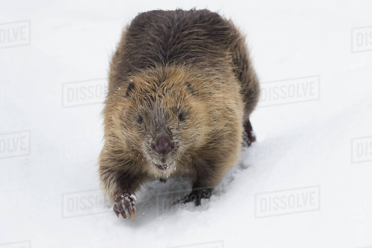 Eurasian beaver (Castor fiber) walking in snow. Southern Norway