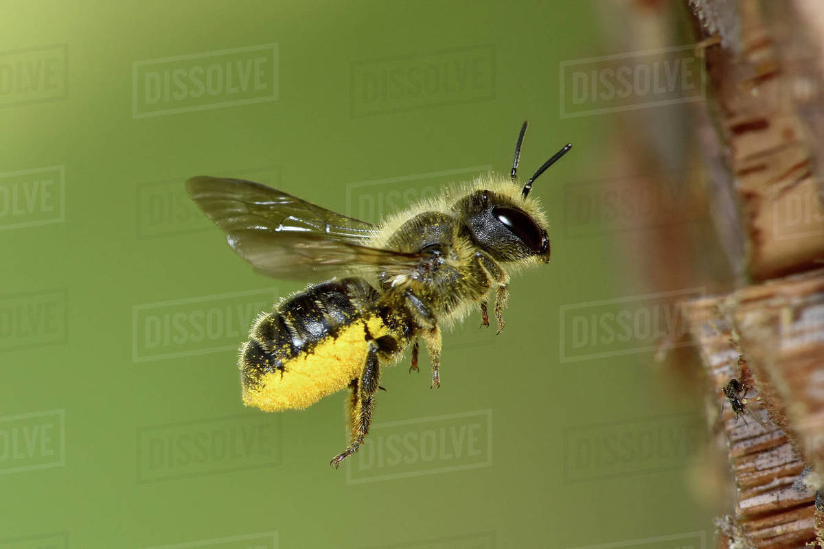 Blue mason bee (Osmia leaiana) female, scopa packed with pollen, in flight returning to nest in