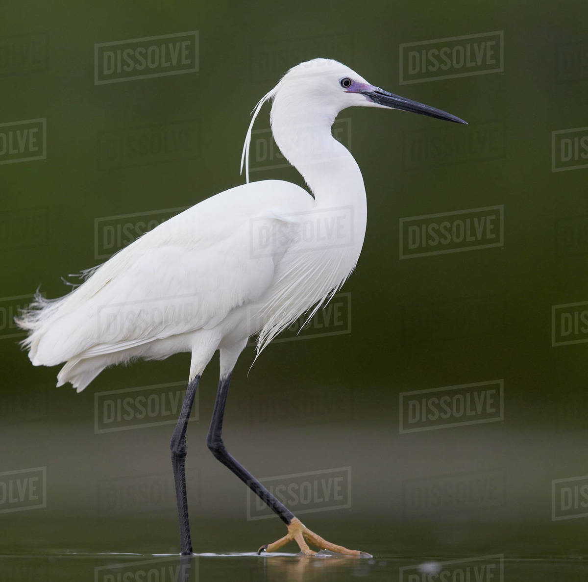 Little egret (Egretta garzetta) Hungary May - Stock Photo - Dissolve