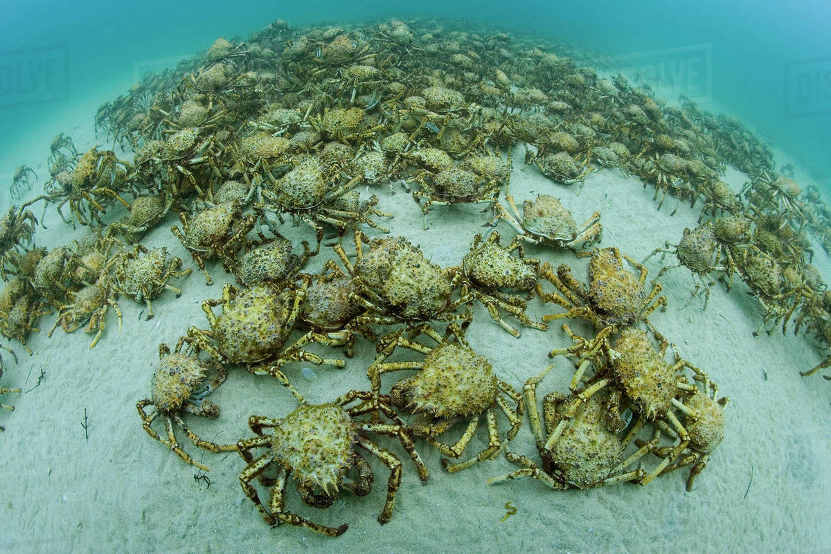 Aggregation of thousands of Spider crabs (Leptomithrax gaimardii) for