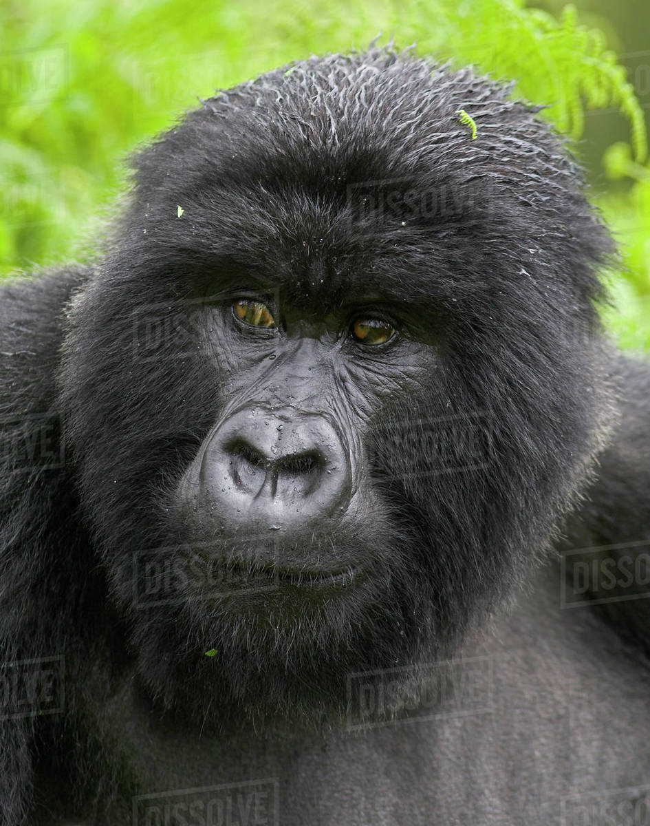 Mountain Gorilla Gorilla Beringei Beringei Portrait Of Blackback Male Virunga Mountains Rwanda Stock Photo Dissolve