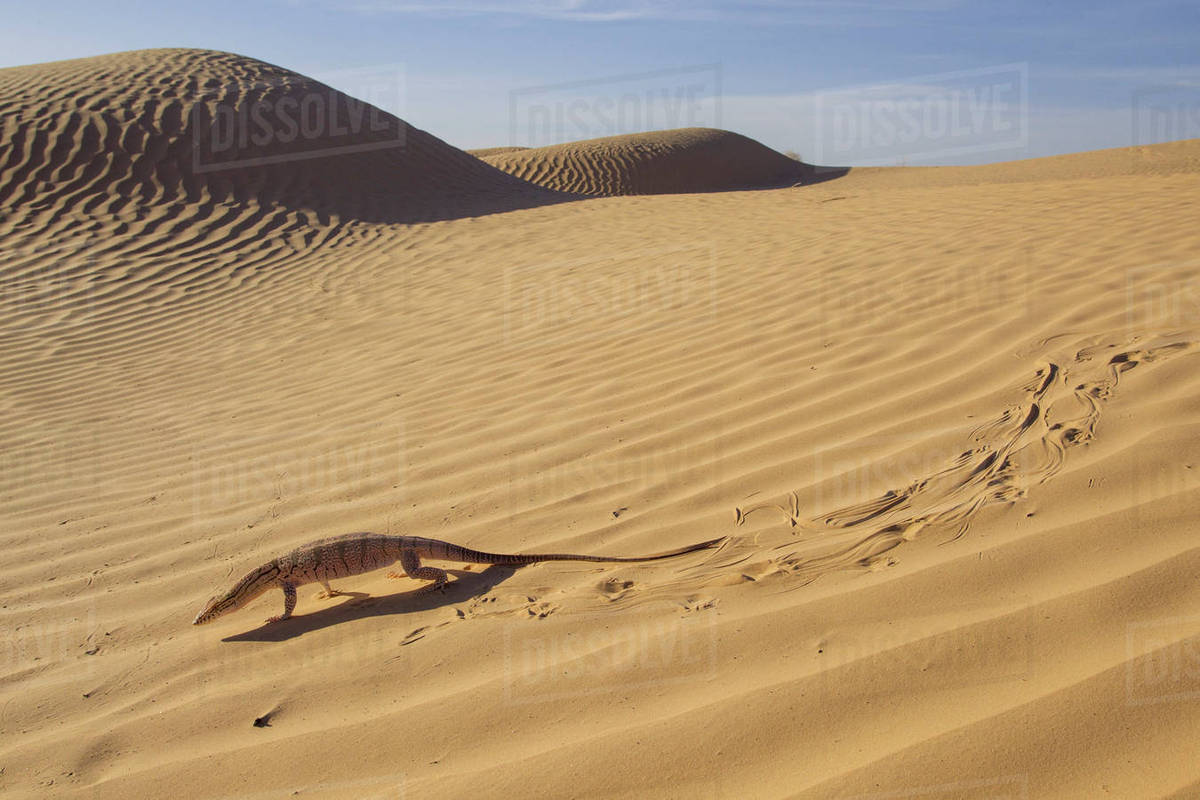 Desert monitor (Varanus griseus) moving across sand dunes, showing