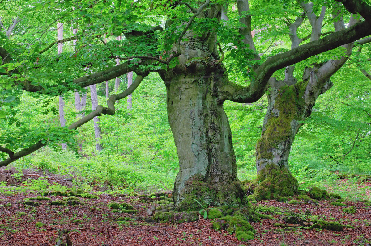 Old Beech Trees in Forest, KellerwaldEdersee National Park, Hesse