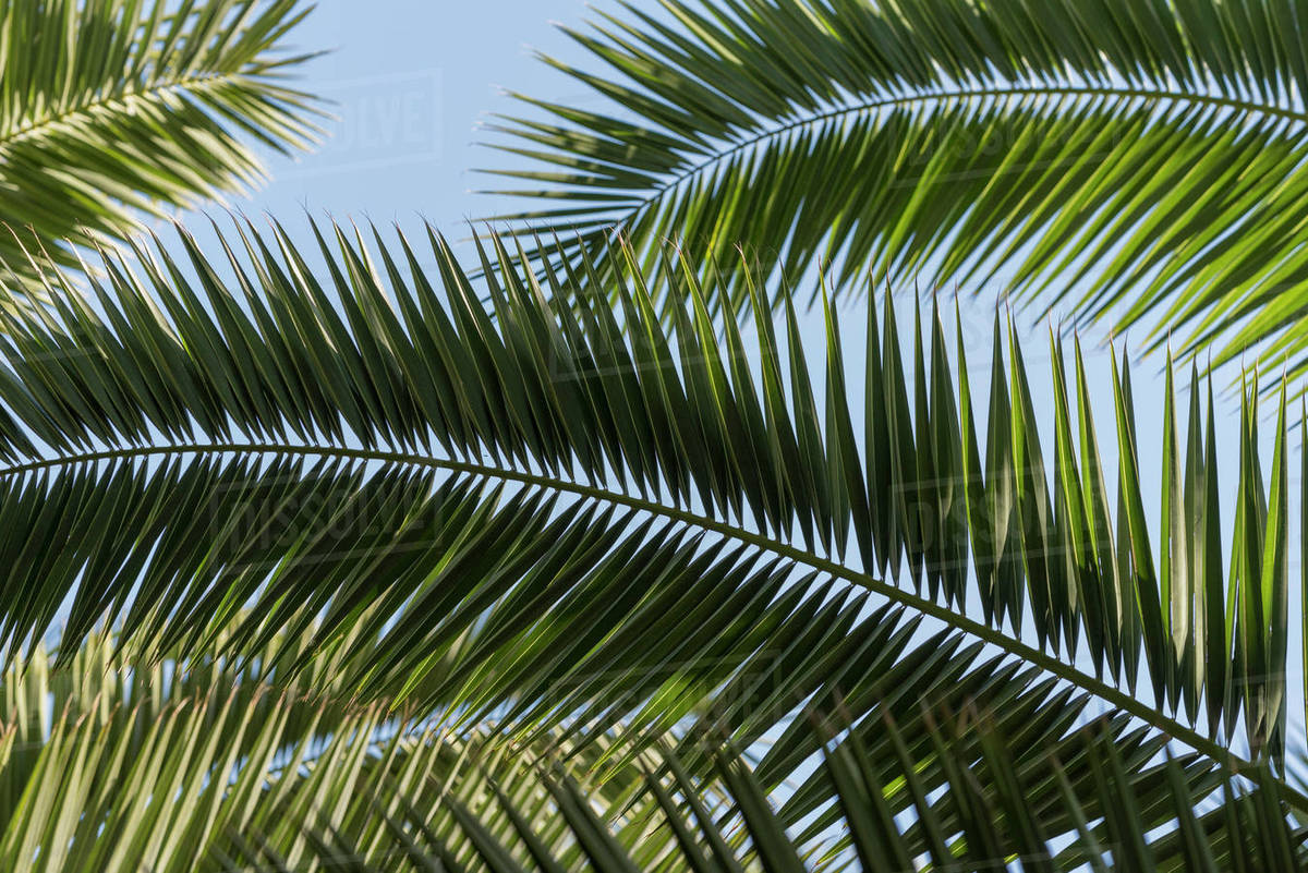 Closeup of palm fronds, Majorelle Gardens, Marrakesh, Morocco, North