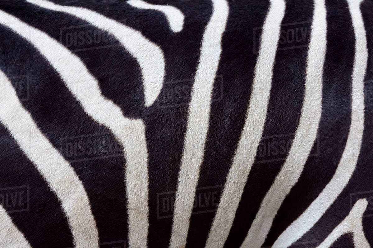 Closeup of Skin of Zebra Stock Photo Dissolve