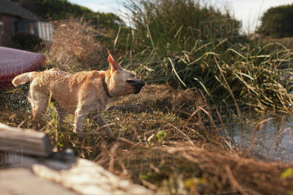 Labrador shaking himself dry Stock Photo Dissolve