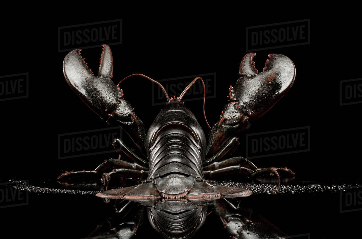 Close up of black lobster Stock Photo Dissolve