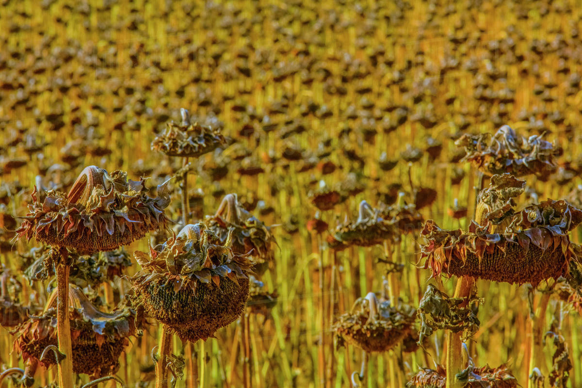Sunflowers wilting in rural field Stock Photo Dissolve