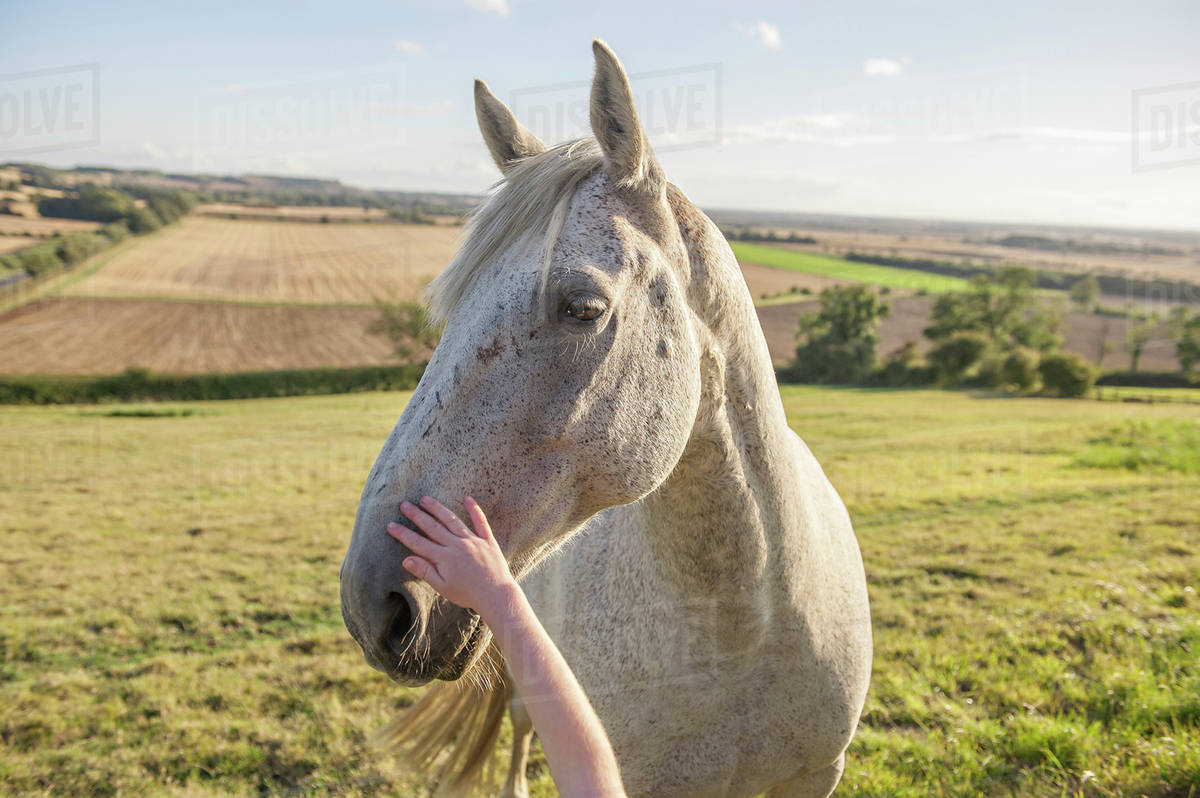 Child petting muzzle of horse in rural field Stock Photo Dissolve