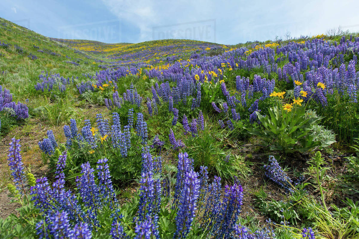 Hillside with wildflowers Stock Photo Dissolve