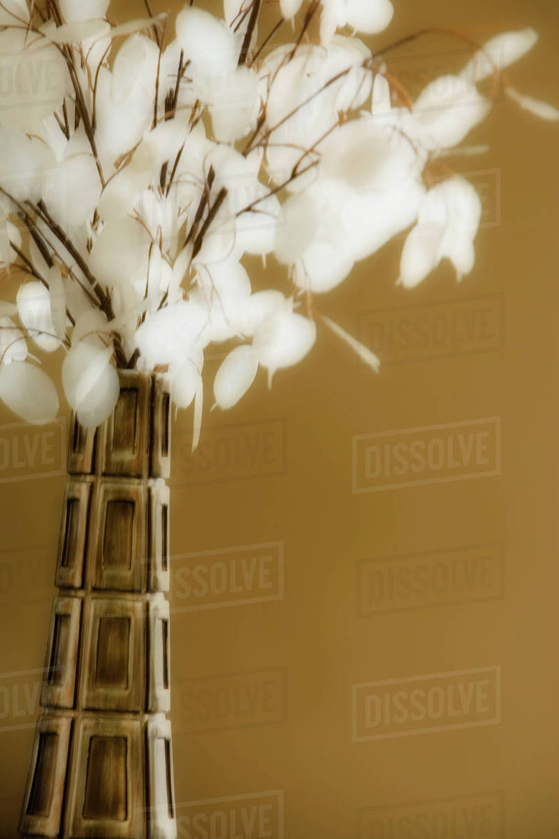 Indoor Plant in Vase Stock Photo Dissolve