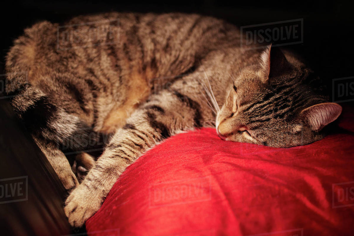 Cat sleeping on pillow Stock Photo Dissolve
