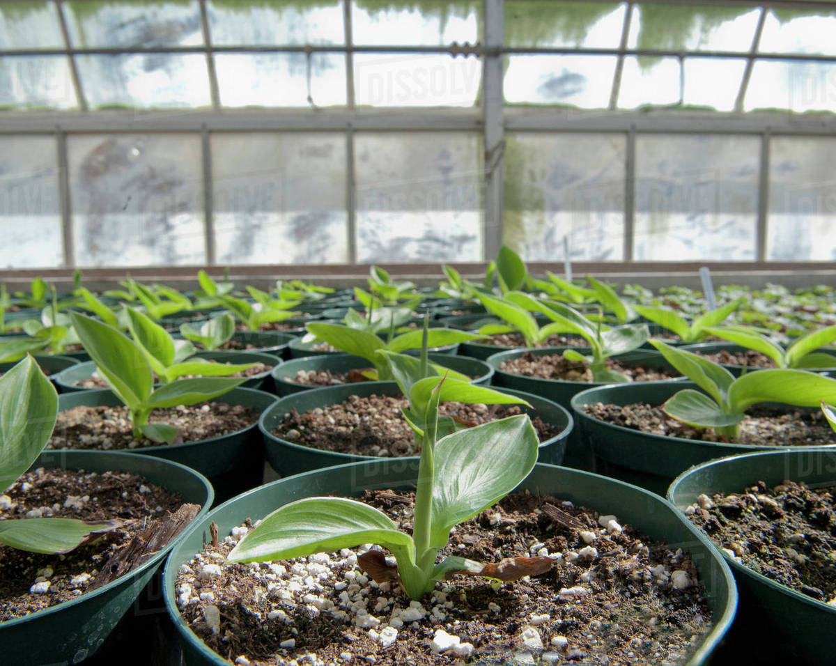 Close up of sprouts in greenhouse Stock Photo Dissolve