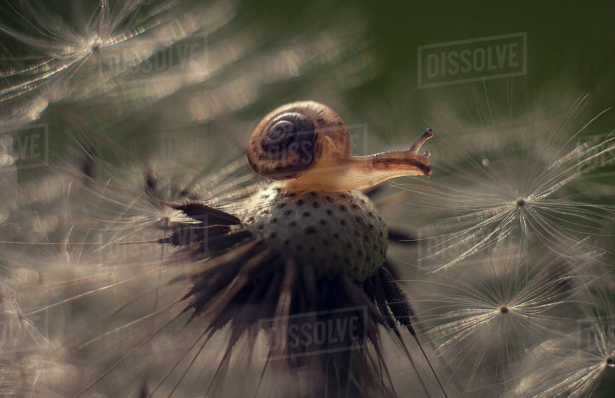 Snail on dandelion seeds Stock Photo Dissolve