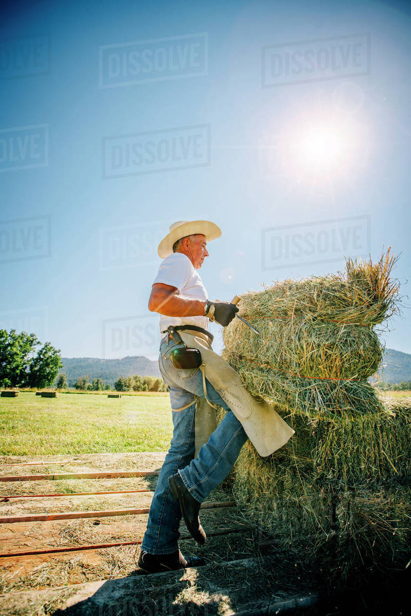 Caucasian farmer lifting bale of hay Stock Photo Dissolve