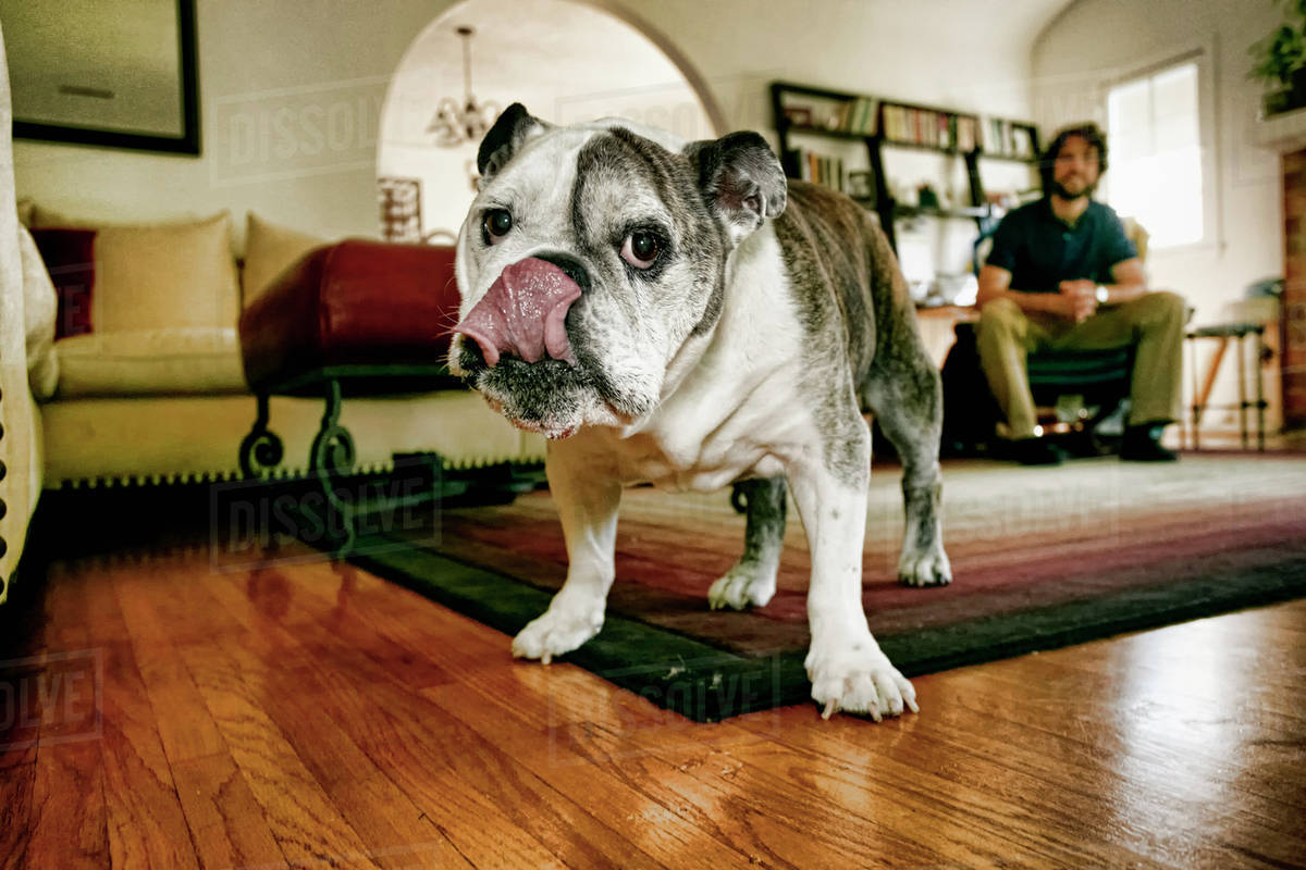 Dog licking his lips in living room Stock Photo Dissolve