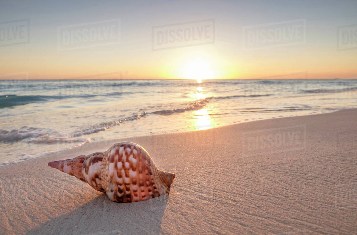 Seashell on beach at sunset Stock Photo Dissolve