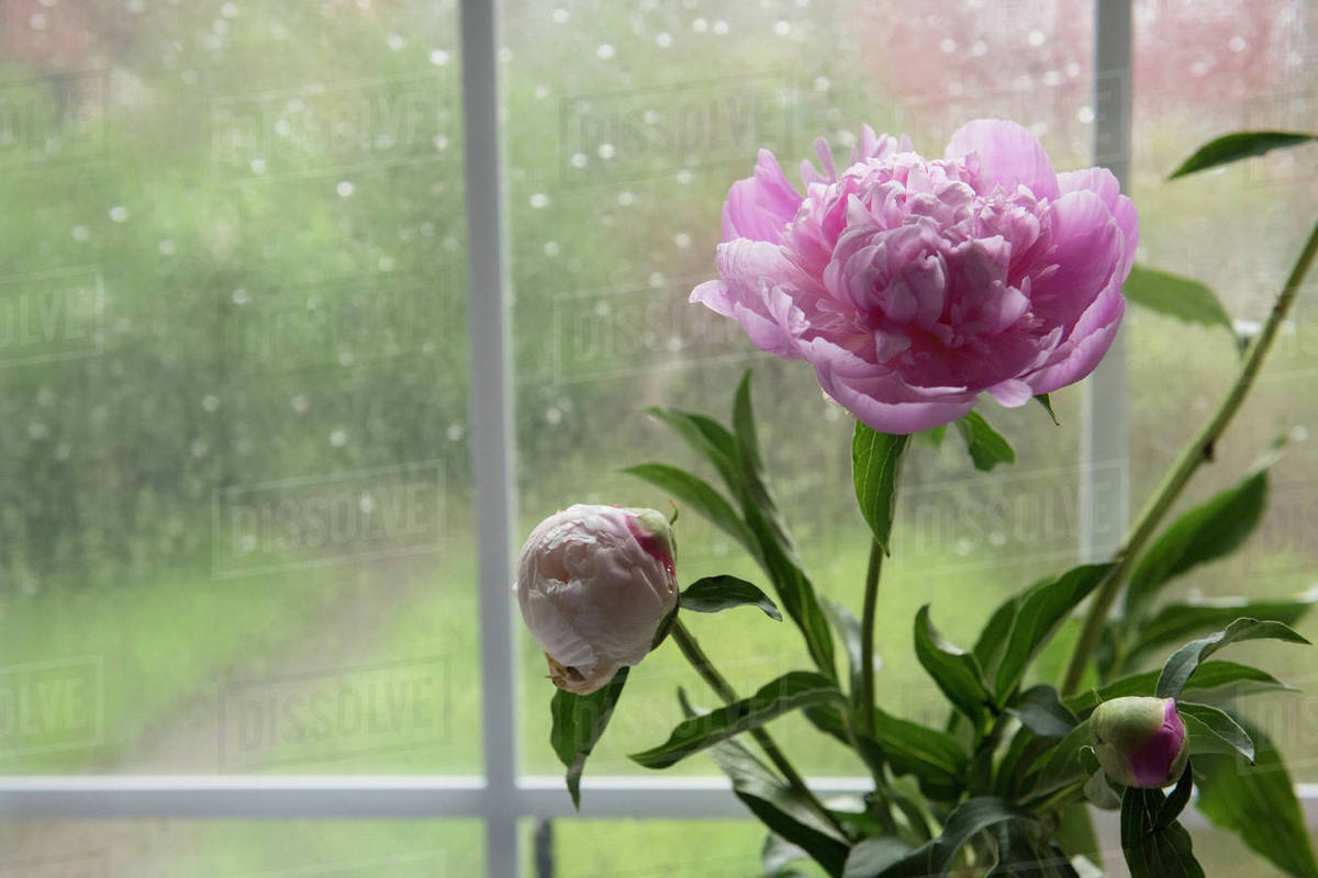 Flowers near rainy window Stock Photo Dissolve