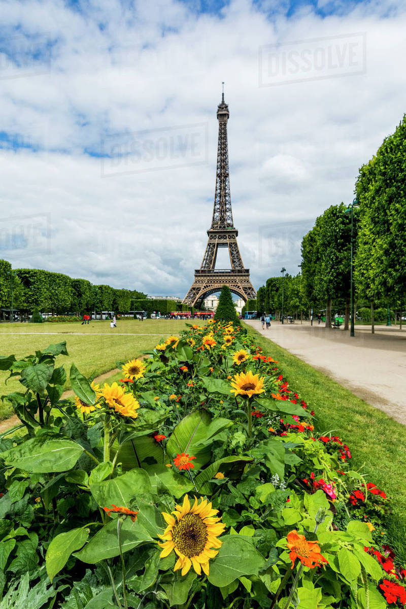 Row of flowers near Eiffel Tower, Paris, Ile de France, France Stock