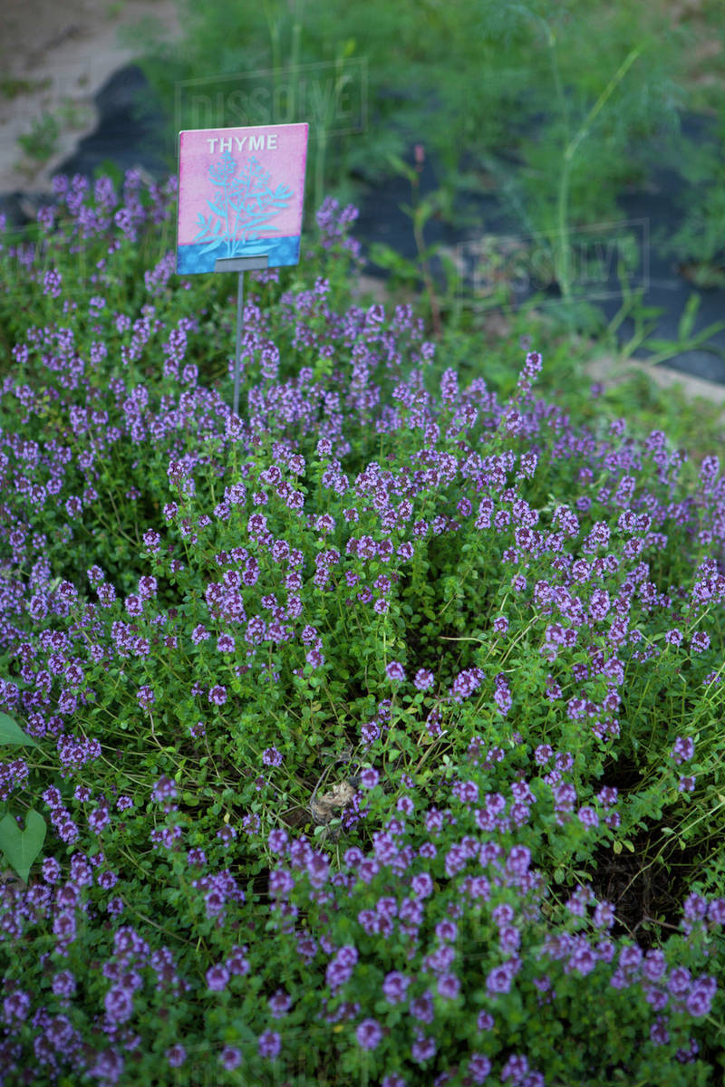 Close up of thyme growing outdoors Stock Photo Dissolve