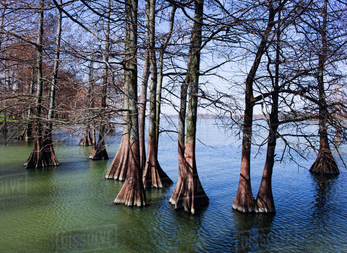 Trees and exposed roots in lake - Royalty-free Stock Photo | Dissolve