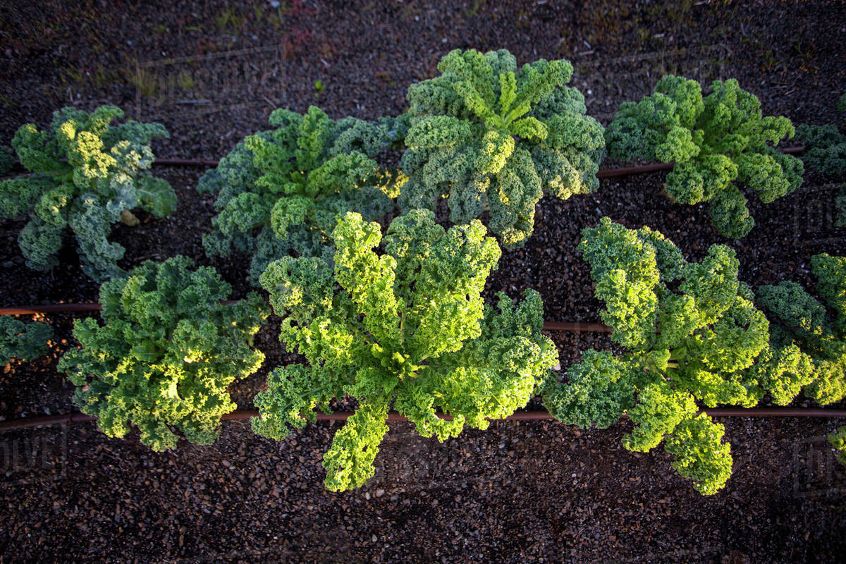 Plants growing in rows in field Stock Photo Dissolve