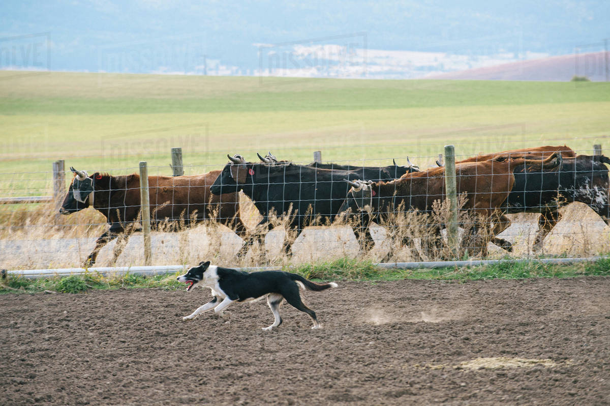 dog herding cows