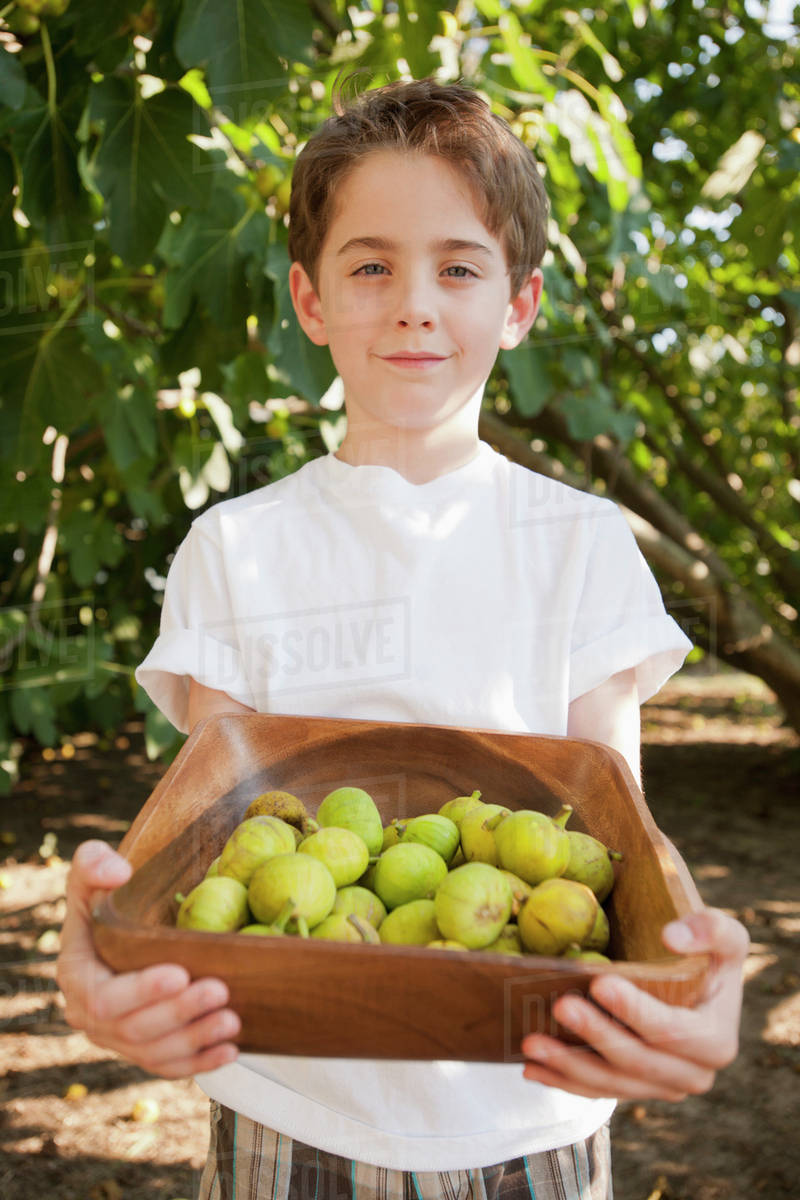 Caucasian boy picking fruit in orchard Stock Photo Dissolve