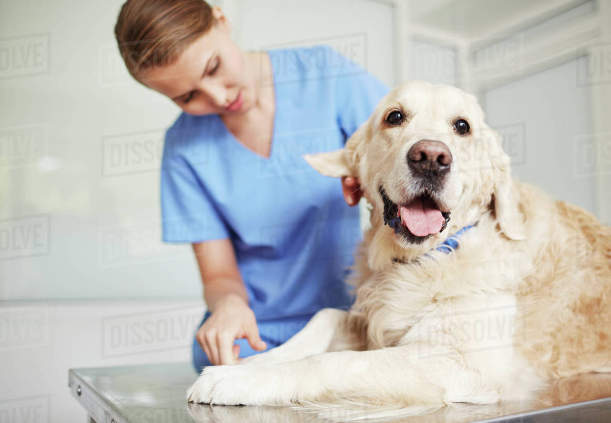 Cute dog lying on vet table during checkup Stock Photo Dissolve
