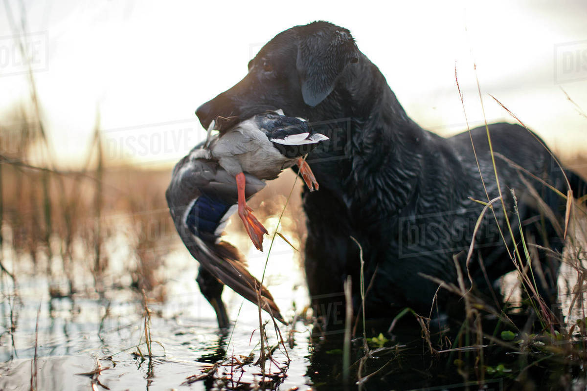 Hunting dog holding a dead duck in it's mouth. Stock Photo Dissolve