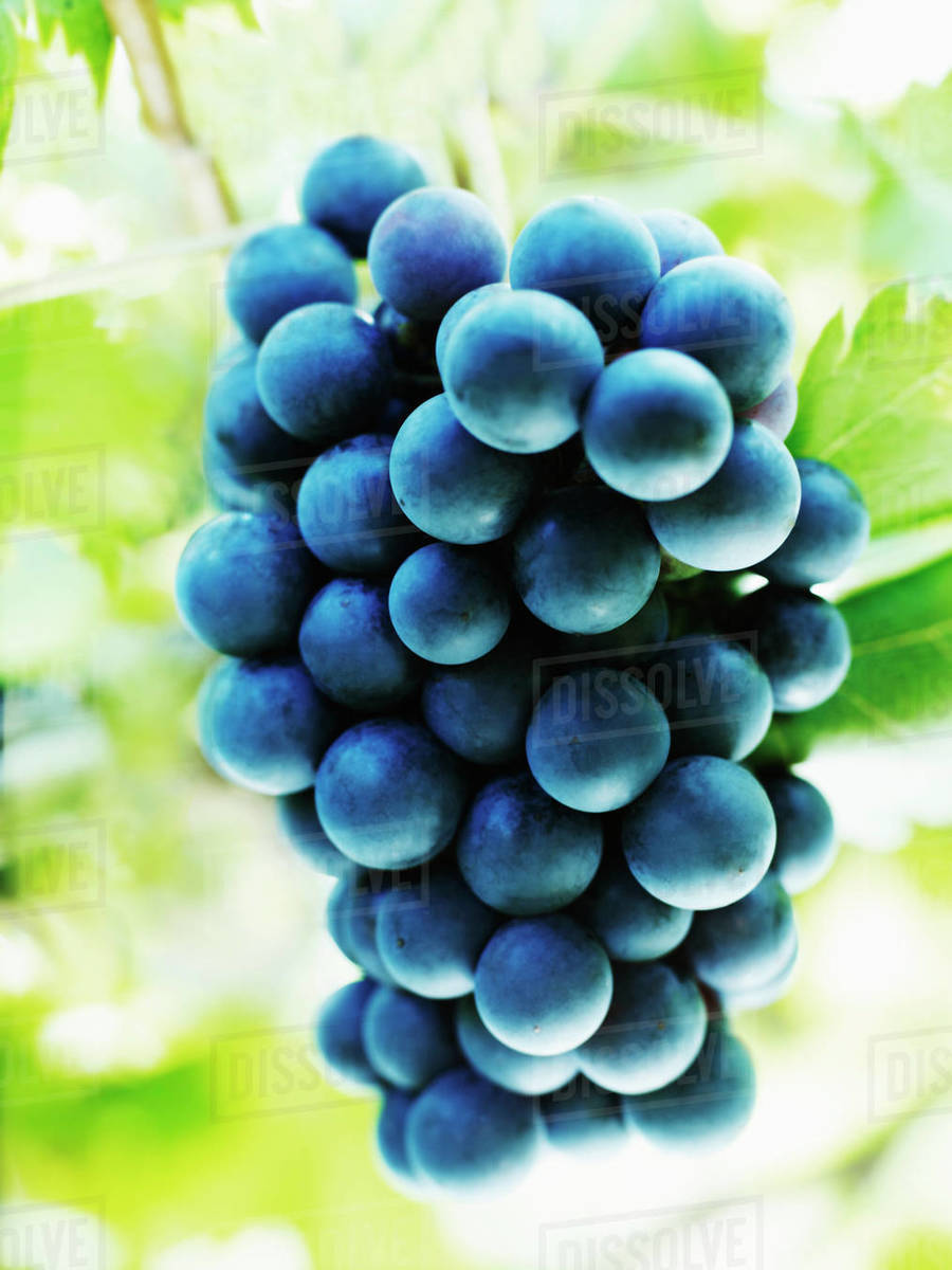 Close up of purple grapes on vine Stock Photo Dissolve