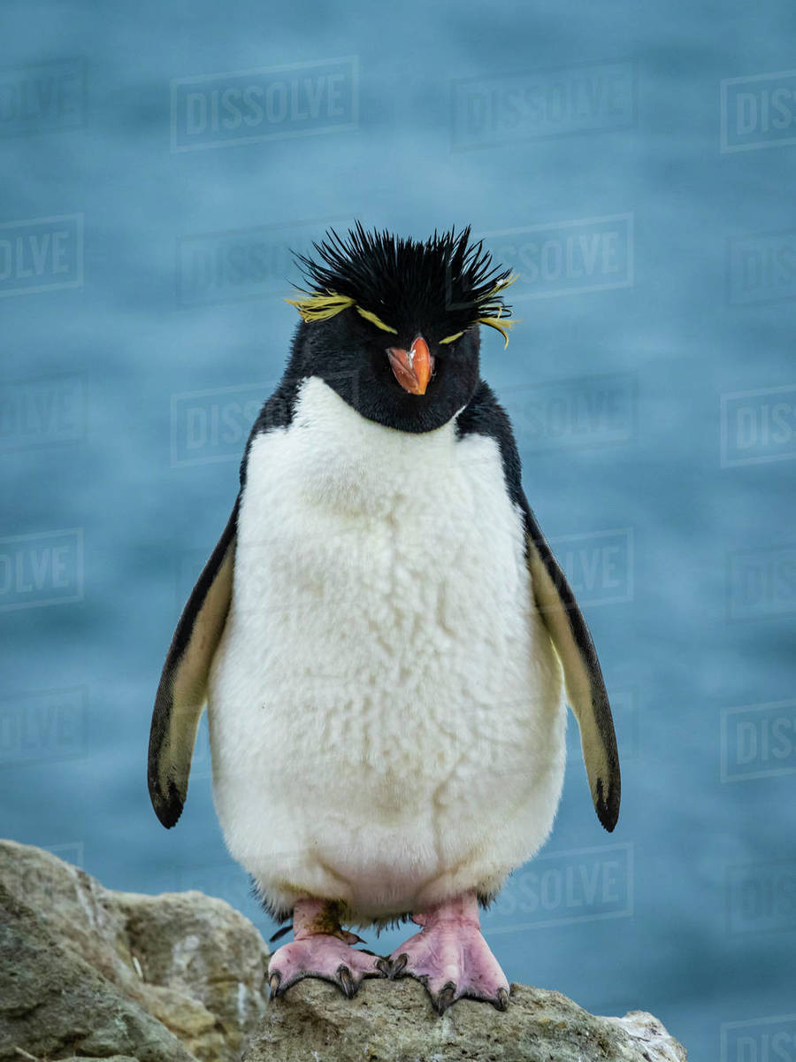 Stock Exchange Rockhopper Exploration Stock Rockhopper Exploration Plc Share  Price 2025