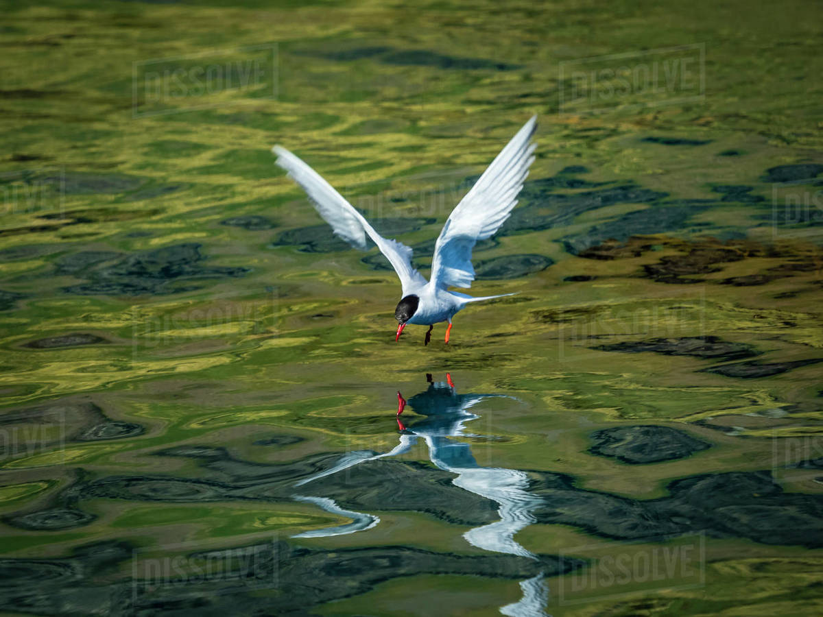 Arctic Tern (Sterna paradisaea) fishing in Hercules Bay, South