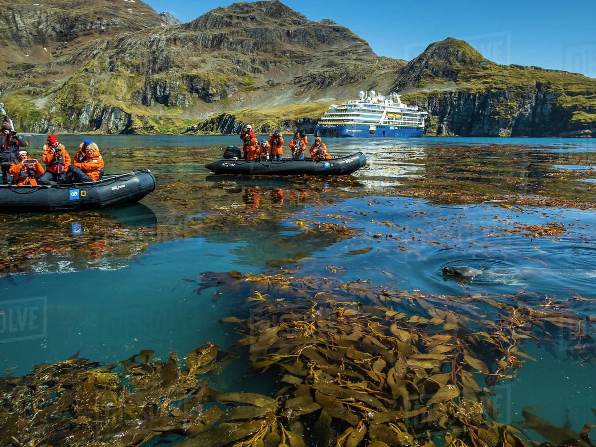 Zodiacs observing Leopard Seal (Hydrurga leptonyx) in Hercules Bay